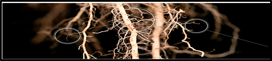 sistema-radicular1